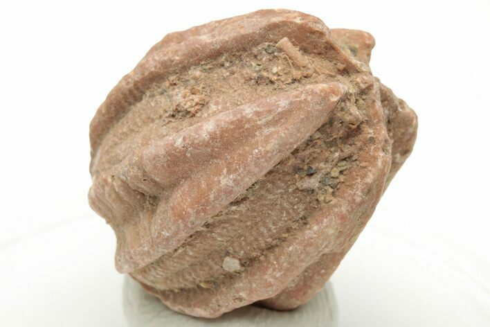 Permian Blastoid (Deltoblastus) Fossil - Timor #216606